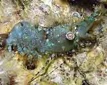 Photo: B. & S. Koretz Eilat Sep 2005; click for a larger picture